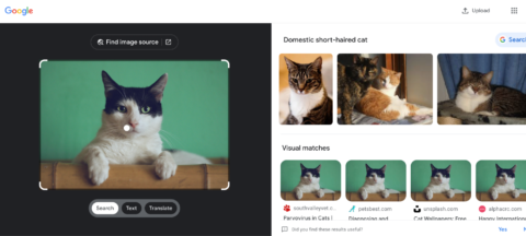 Resultados de búsqueda de Google Imágenes para vídeos de gatos
