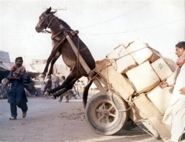 burro sobrecargado