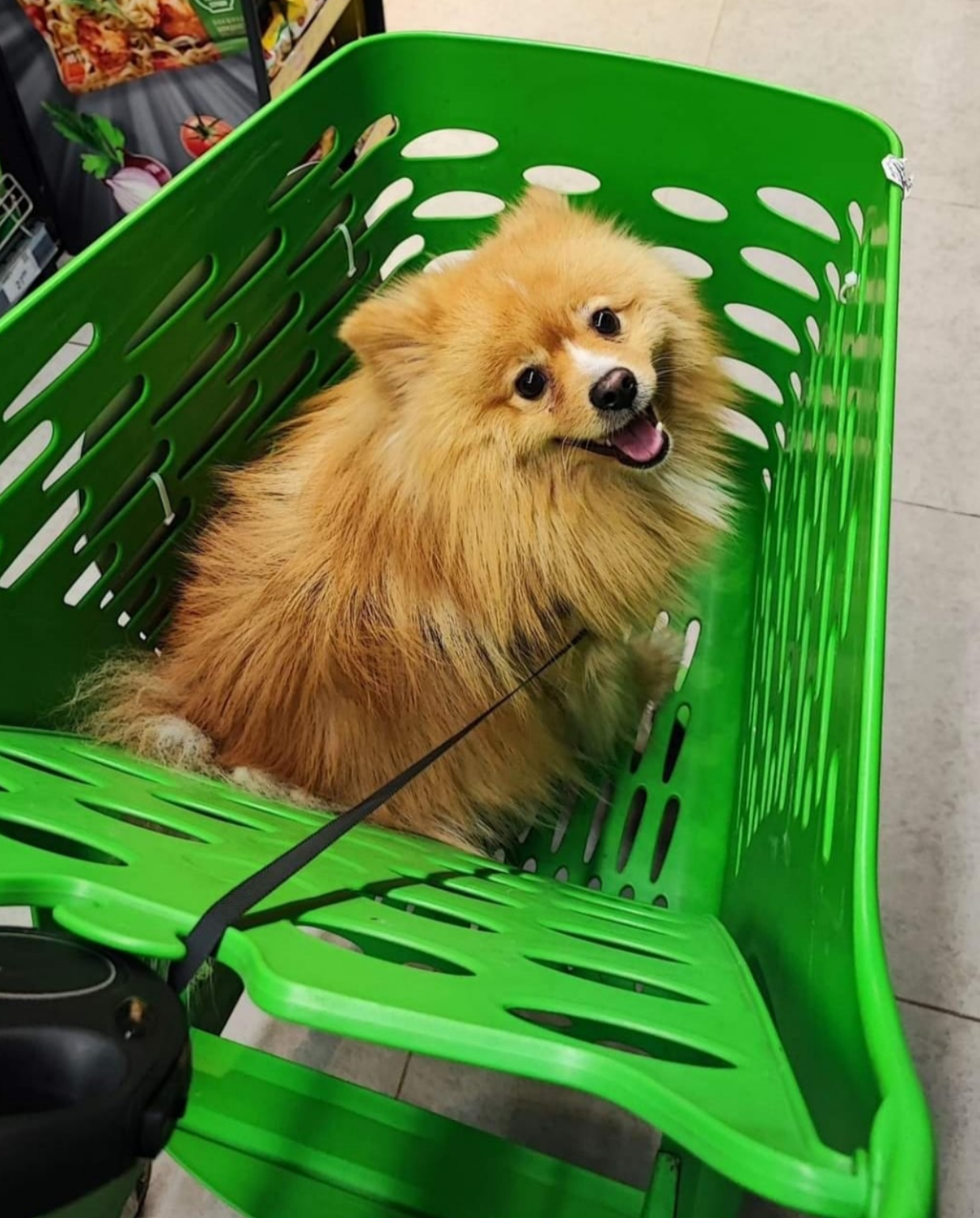 El rey Arturo prosperando en un carro verde